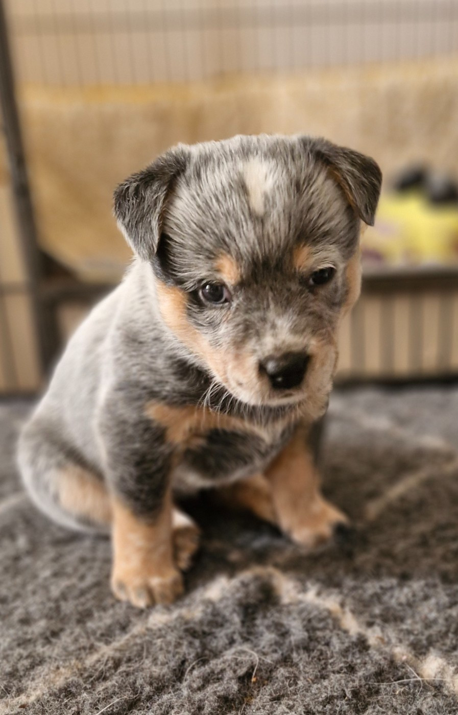 Du Prieuré Saint Cosme - Chiots disponibles - Bouvier australien