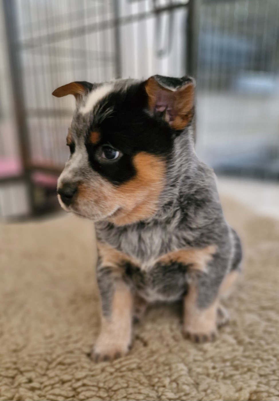 Du Prieuré Saint Cosme - Chiots disponibles - Bouvier australien