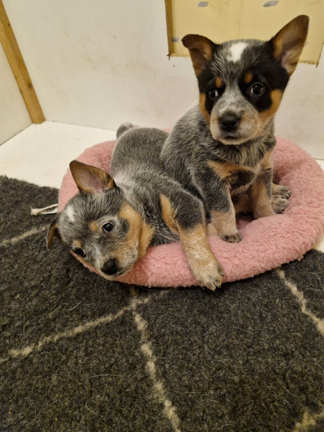 Chiot Bouvier australien Du Prieuré Saint Cosme