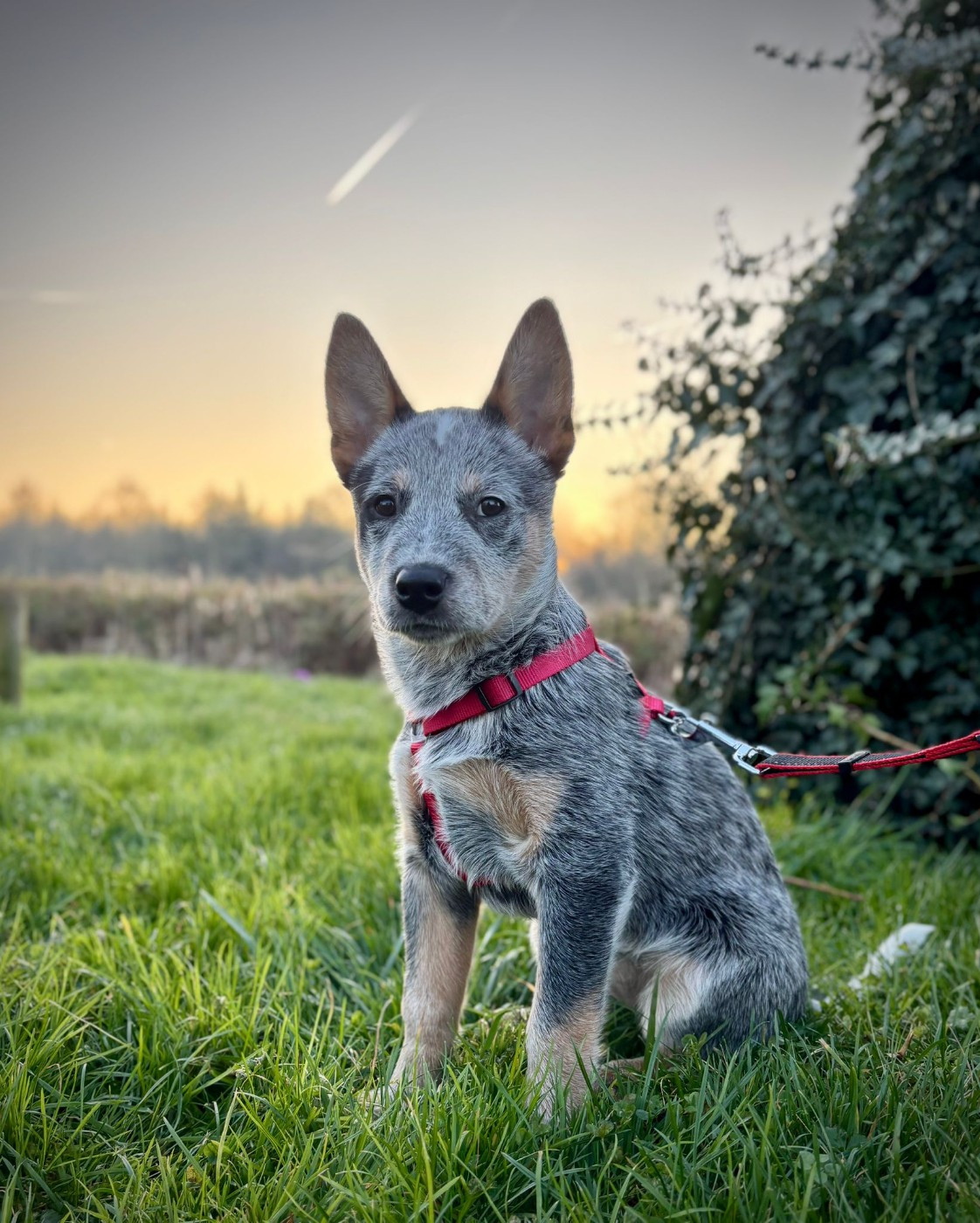 Du Prieuré Saint Cosme - Chiots disponibles - Bouvier australien