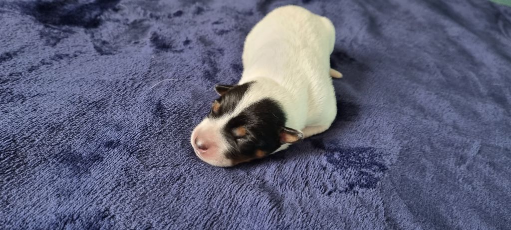 Du Prieuré Saint Cosme - Bouvier australien - Portée née le 24/10/2021